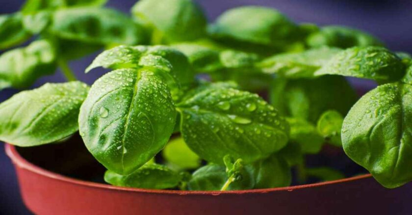 Come usare il basilico non solo in cucina