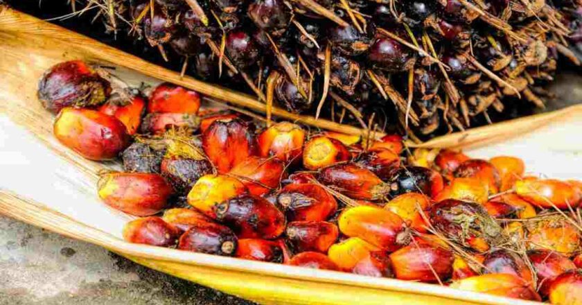 L’olio di palma fa male davvero? facciamo chiarezza
