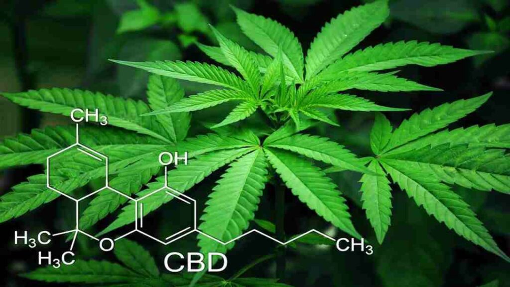 Gomme alla marijuana per attenuare i dolori della fibromialgia