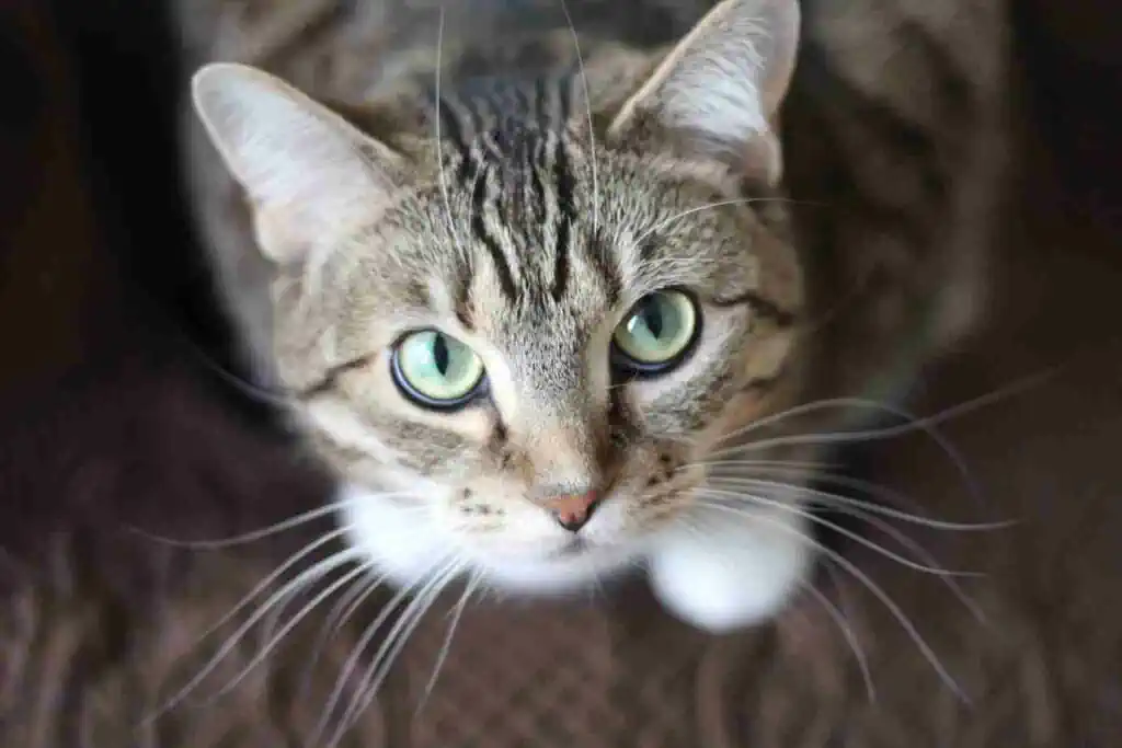 Perché i gatti fanno versi strani?