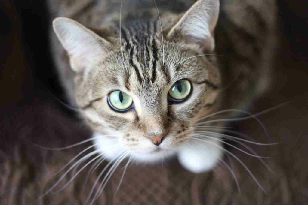 Perché i gatti fanno versi strani?