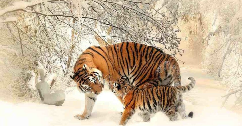 Scopri quale animale è il tuo spirito guida