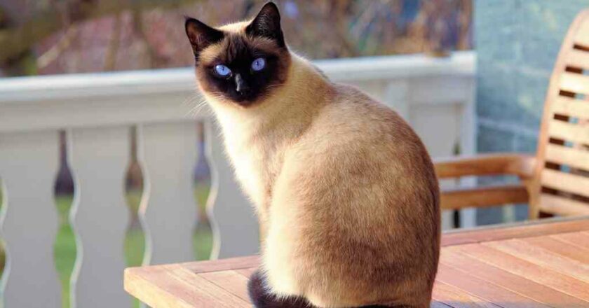 Che tipo di gatto sei in base alla tua personalitá?