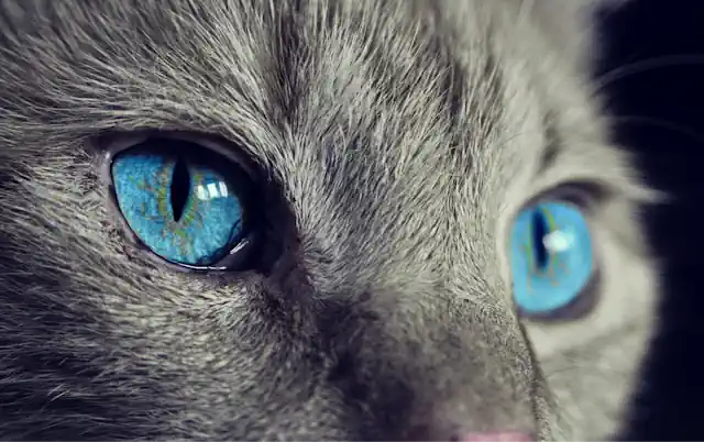 Che razza di gatto sei?