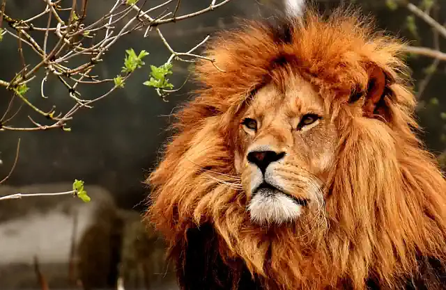Che animale sei?