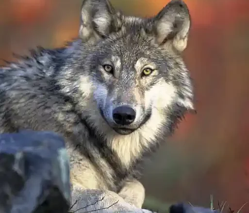 Che razza di animale sei?